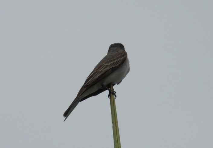 Gray Kingbird - ML620831506