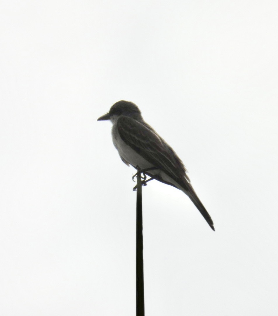 Gray Kingbird - ML620831507