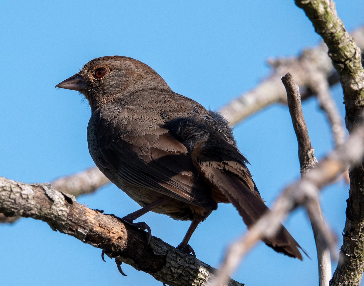 California Towhee - ML620831509