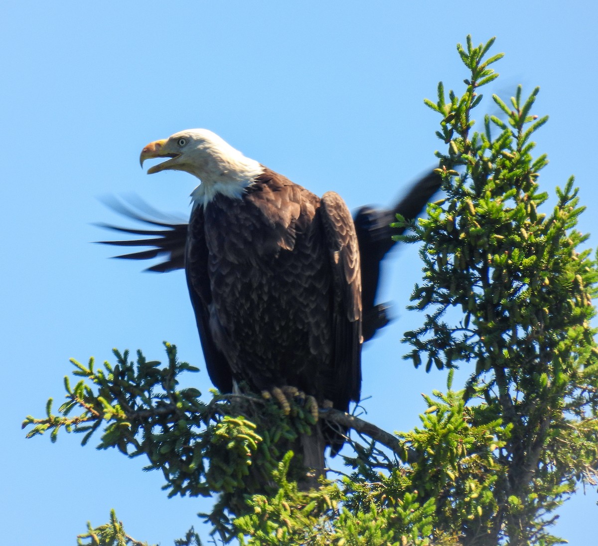 Weißkopf-Seeadler - ML620831510