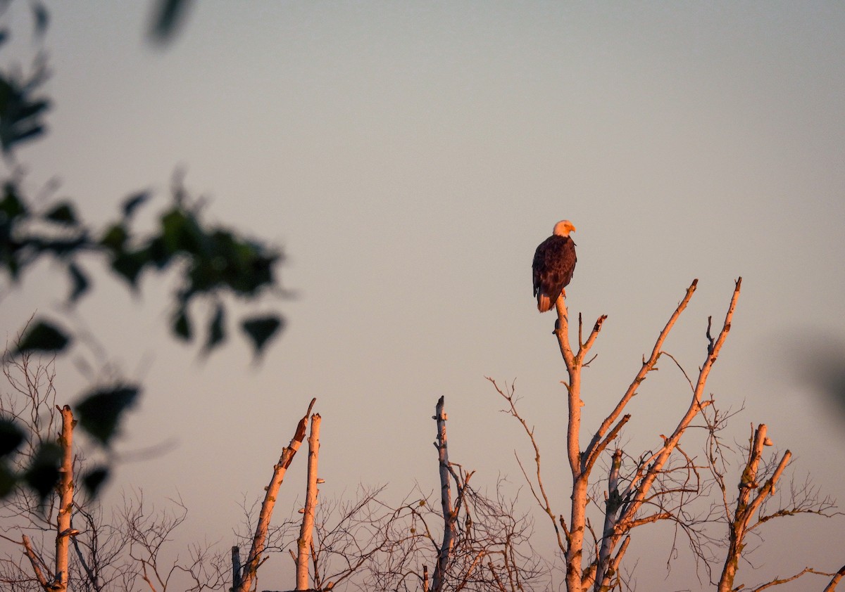 Bald Eagle - ML620831511