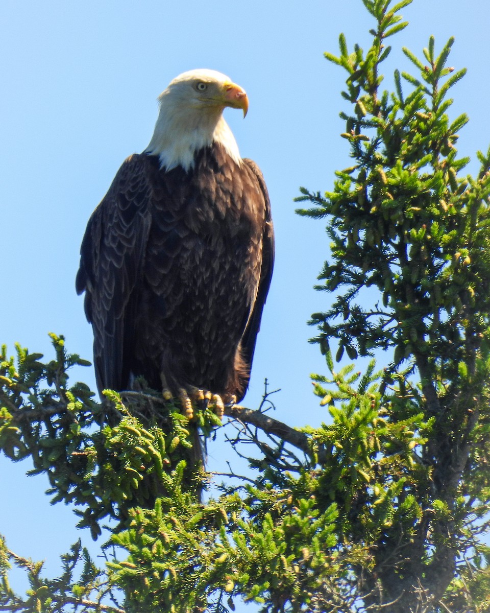 Weißkopf-Seeadler - ML620831512