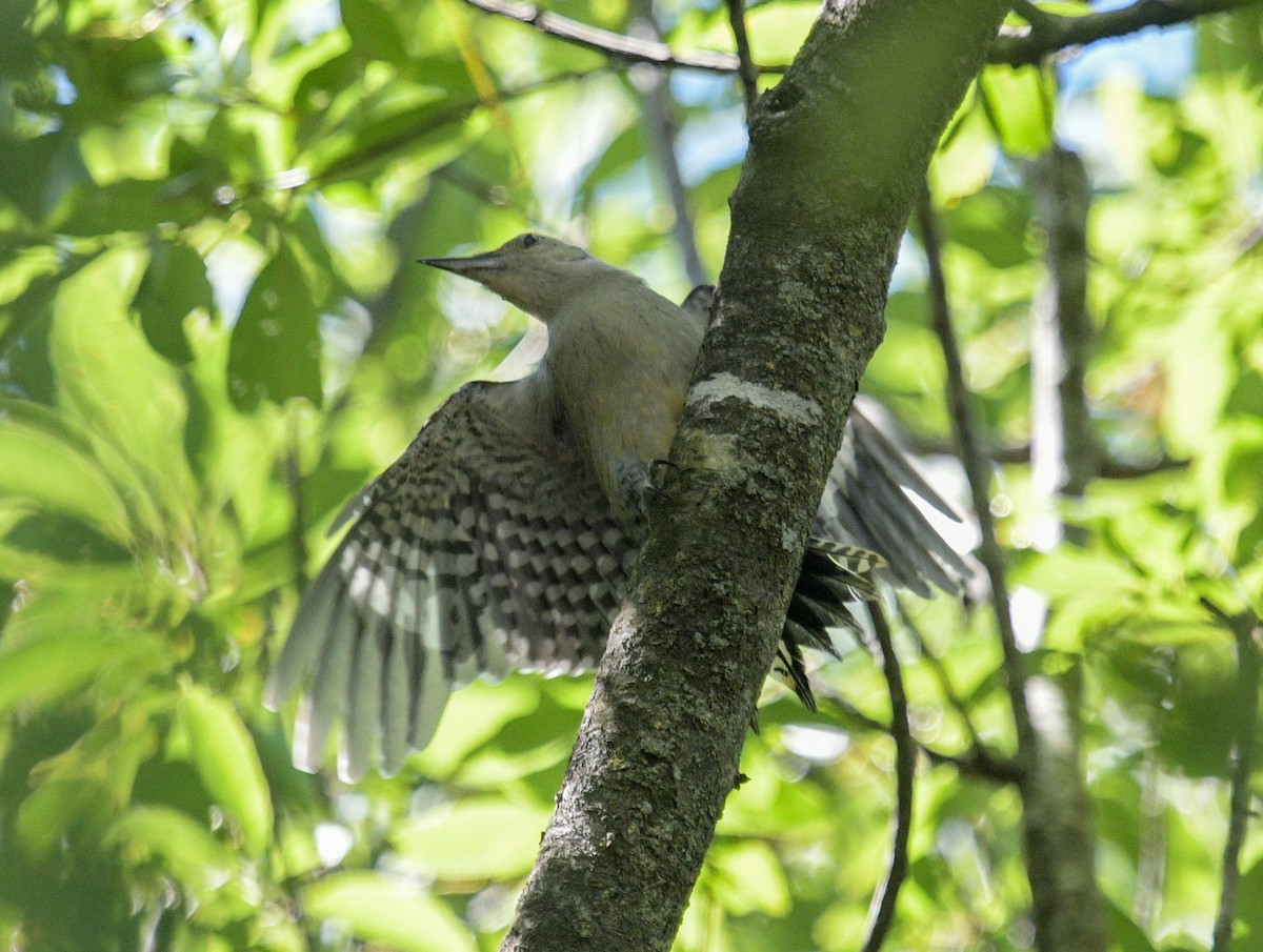 Red-bellied Woodpecker - Margaret Poethig