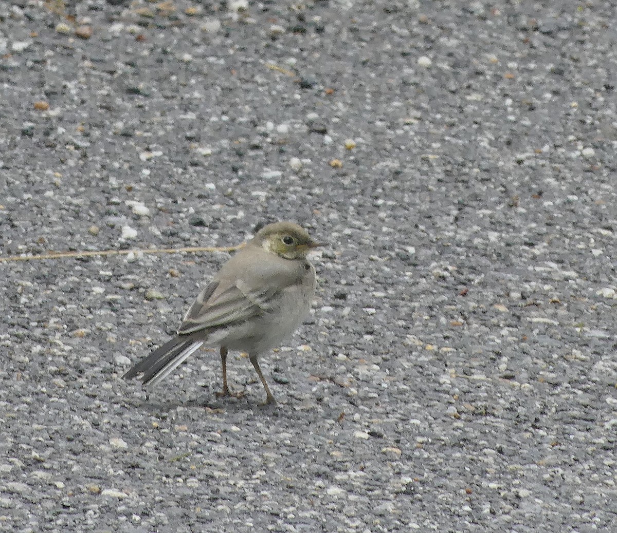 White Wagtail - ML620831516