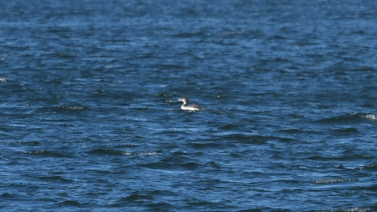 Common Loon - ML620831526