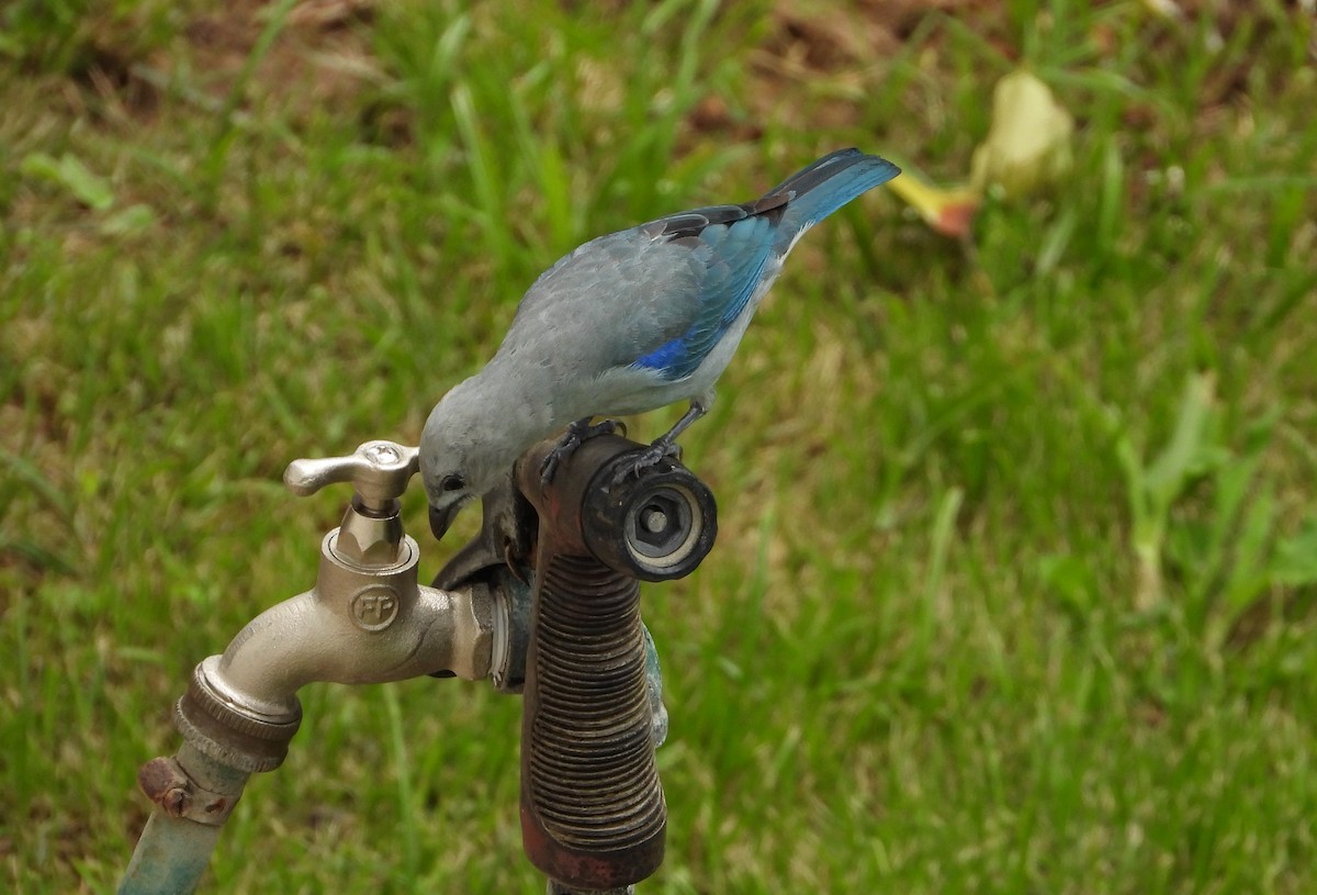 Blue-gray Tanager - ML620831528