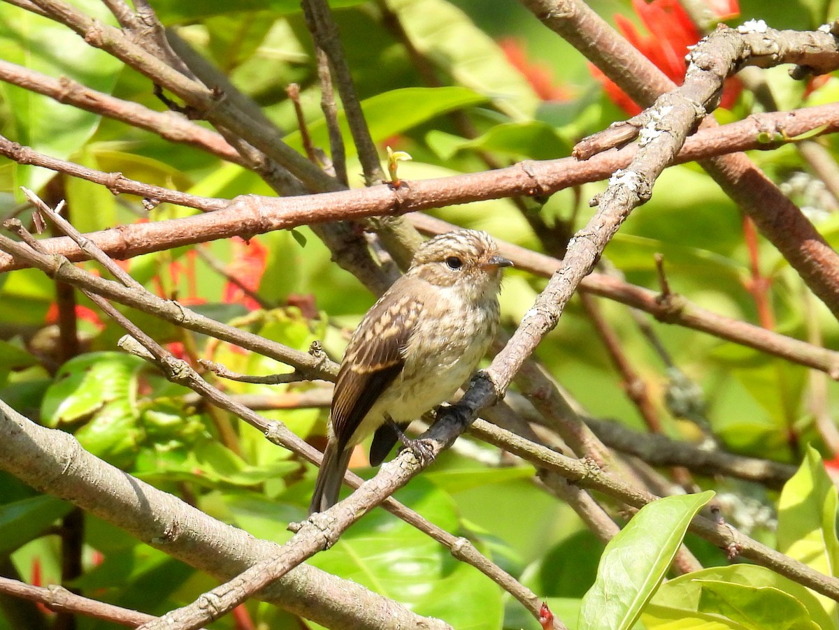 African Dusky Flycatcher - bob butler