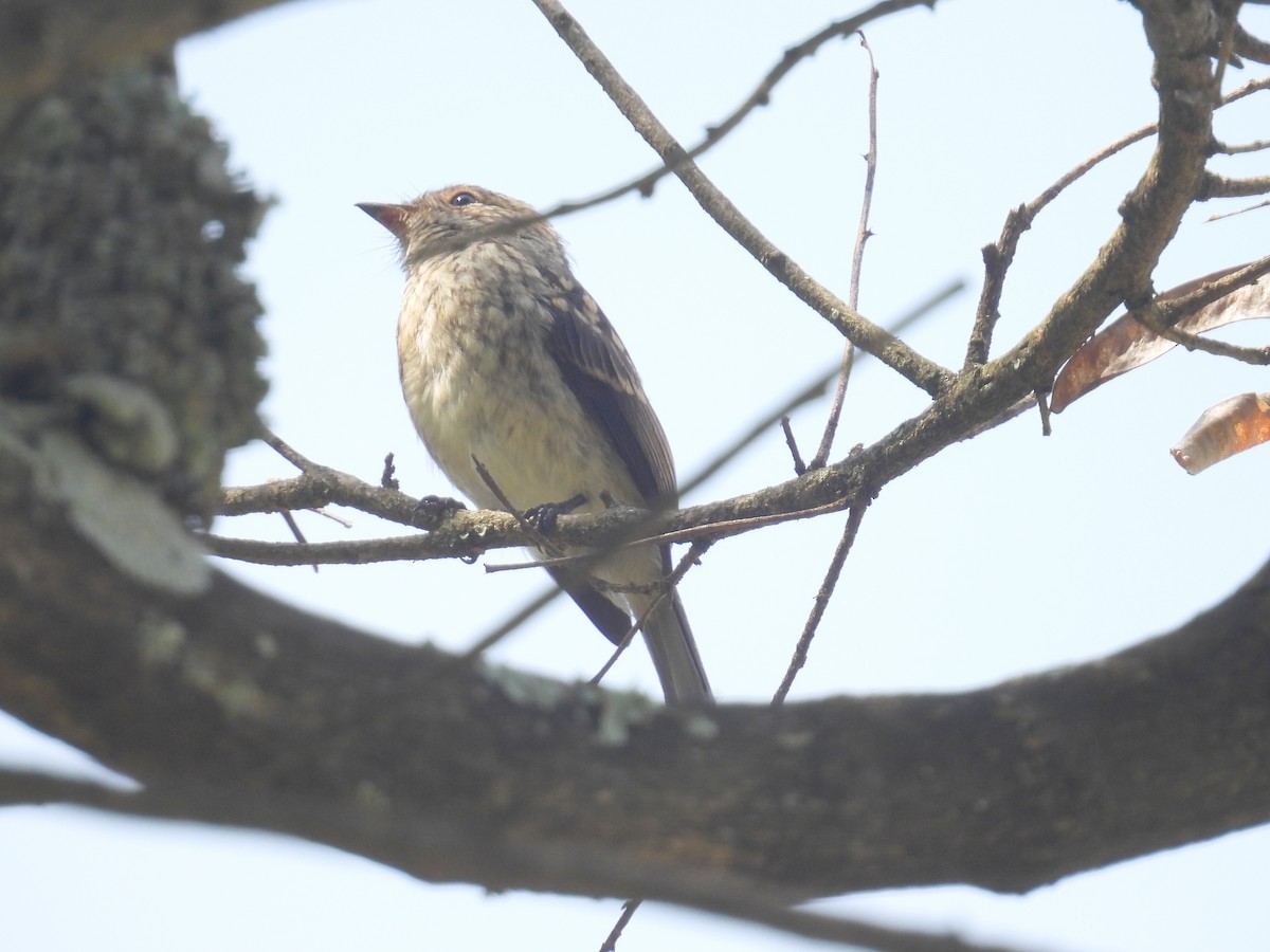 African Dusky Flycatcher - ML620831534