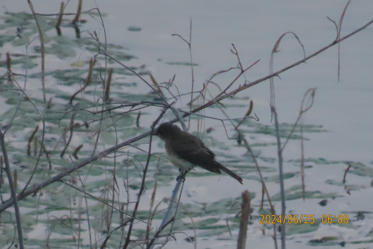 Eastern Phoebe - ML620831535