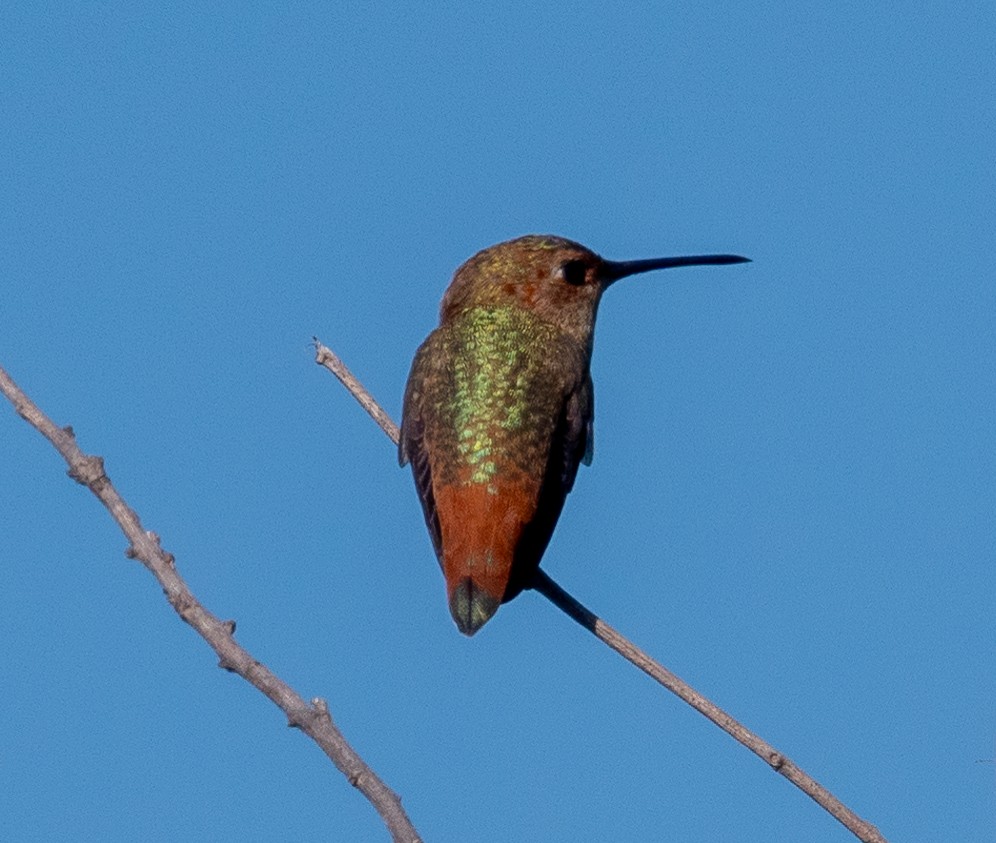 Allen's Hummingbird - ML620831537