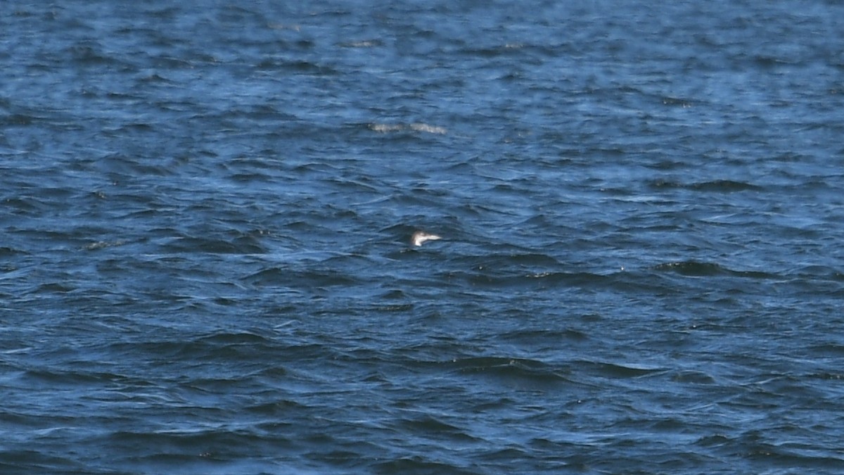 Common Loon - ML620831539