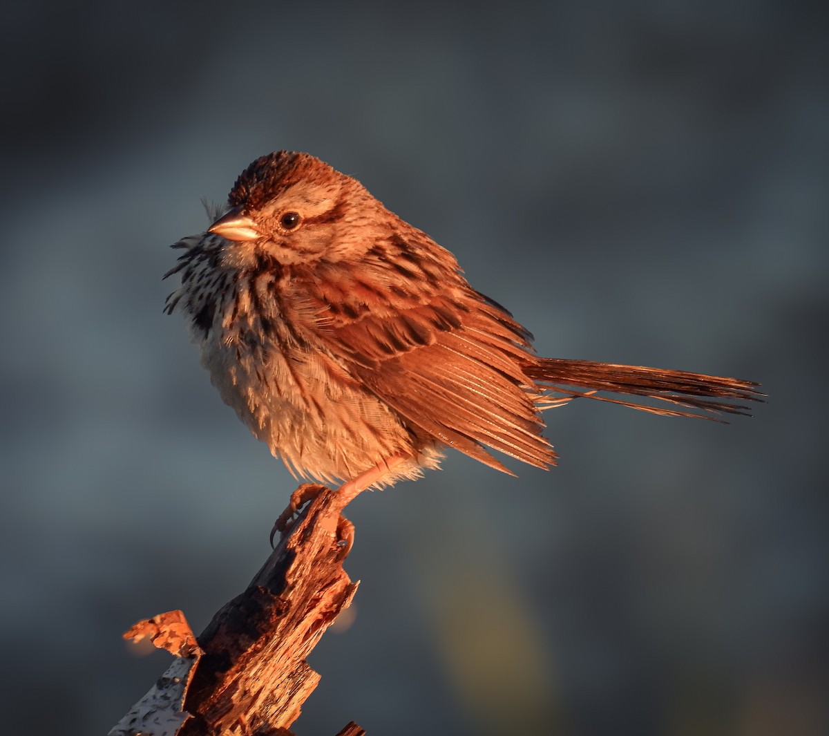 Song Sparrow - ML620831541