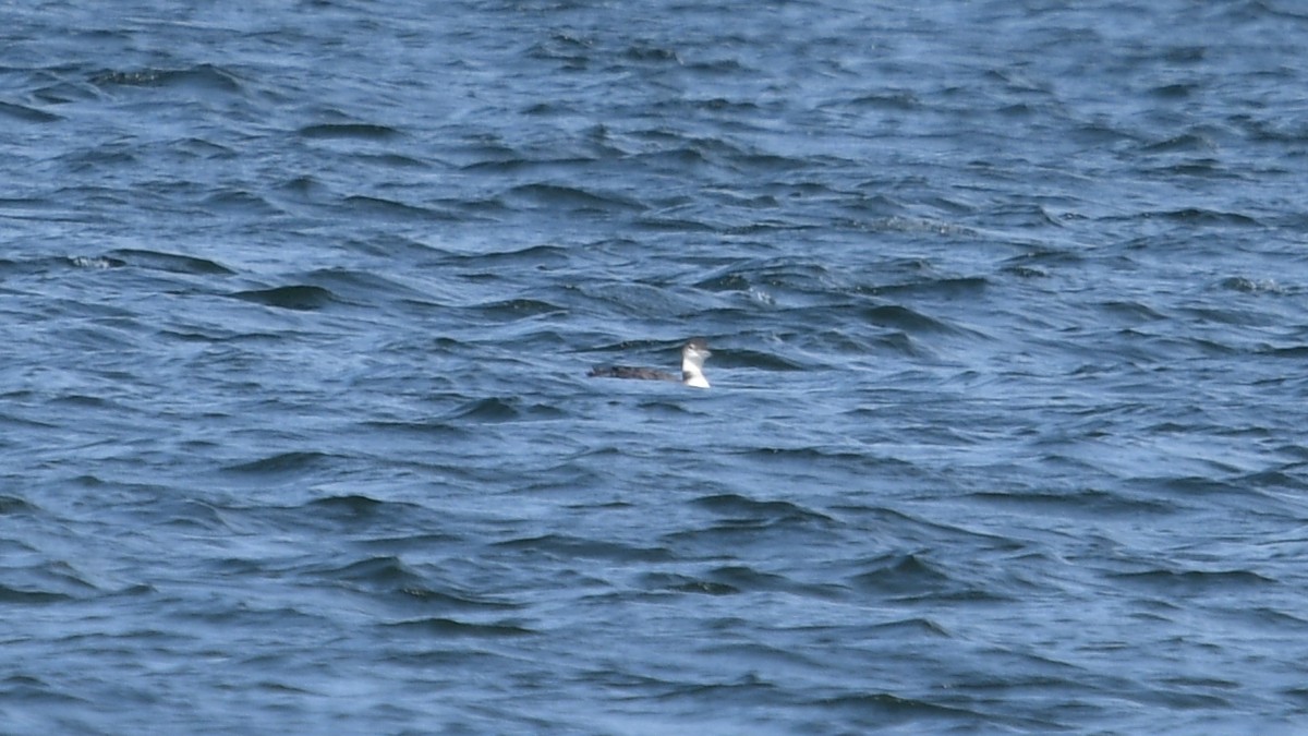 islom - ML620831545