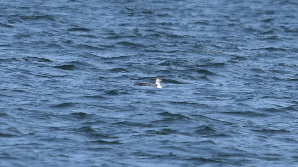 Common Loon - ML620831545