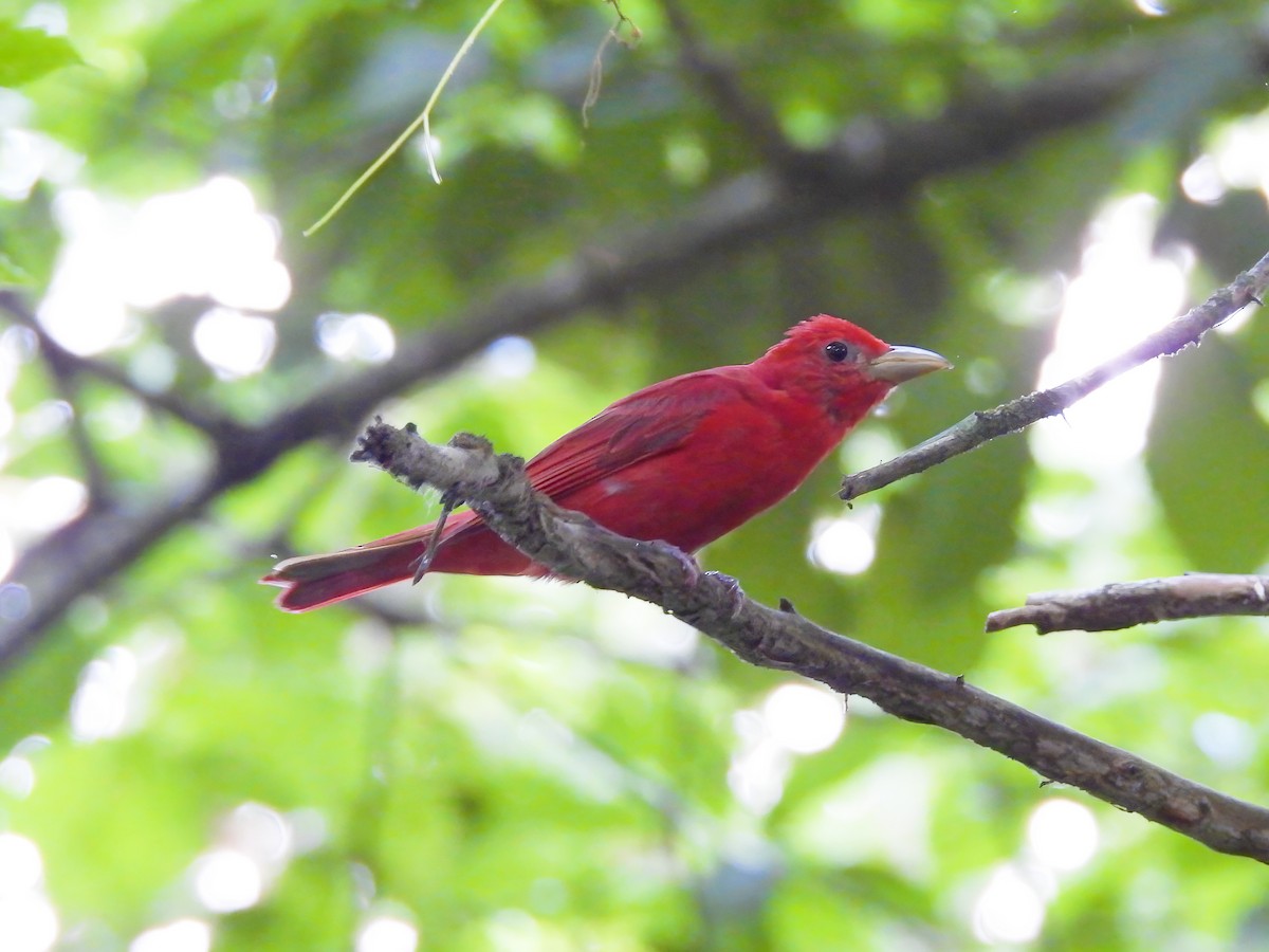 Summer Tanager - ML620831559