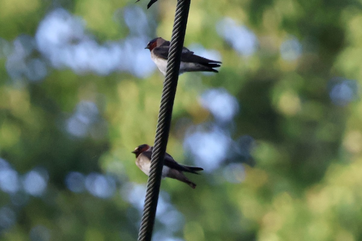 Cliff Swallow - ML620831560