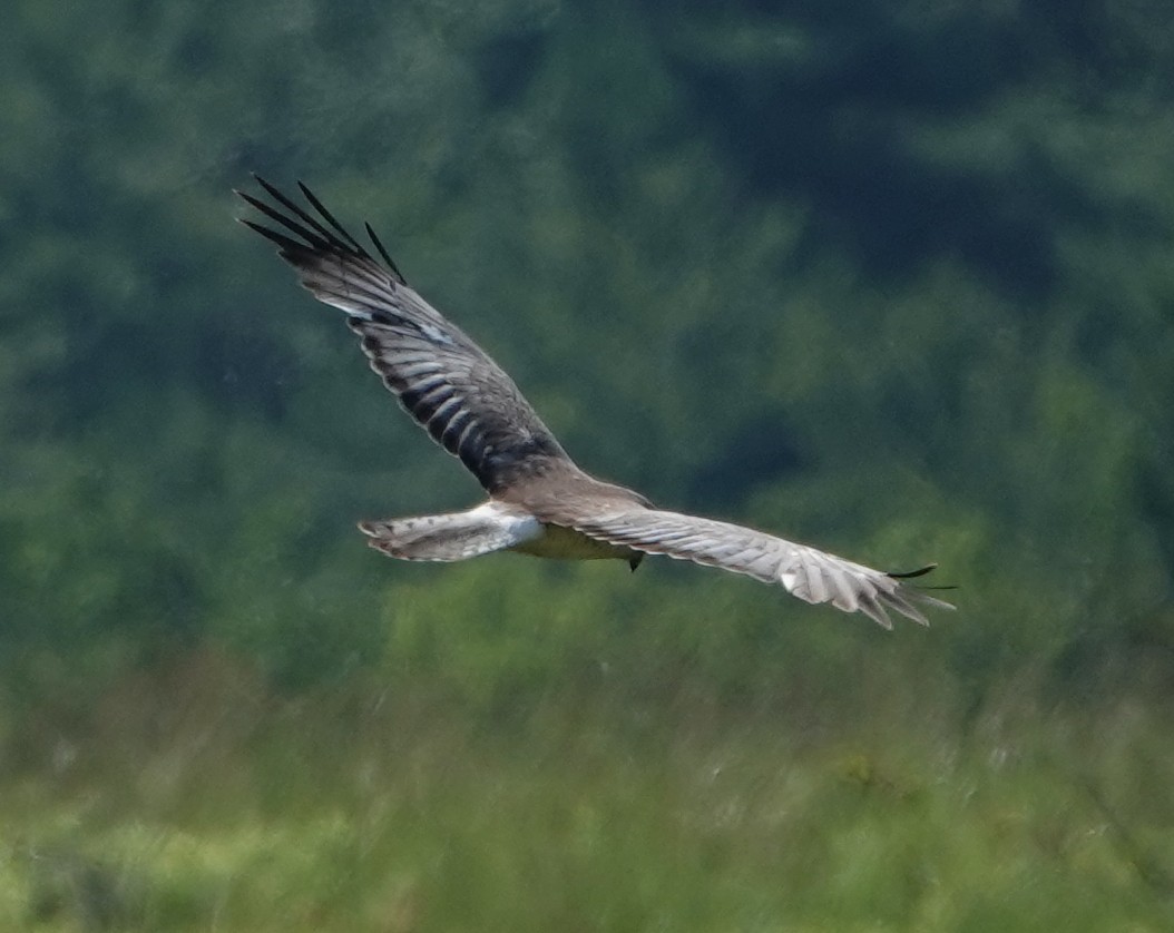 Northern Harrier - ML620831568