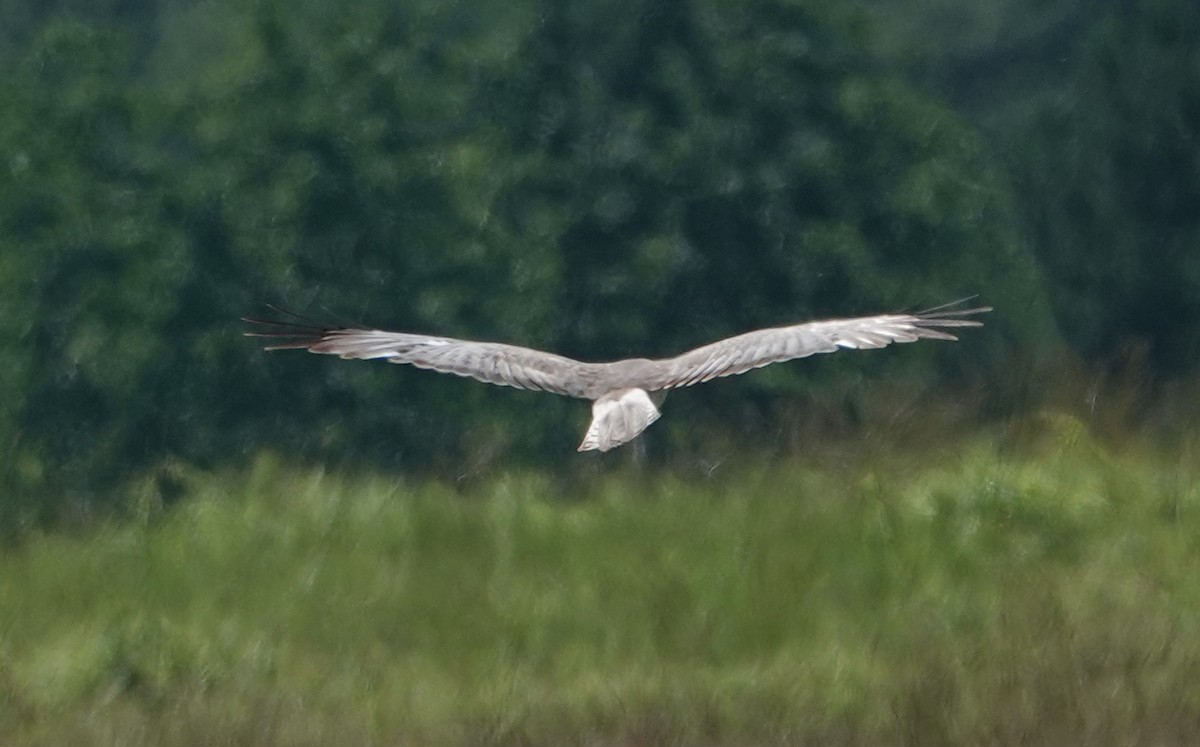 Northern Harrier - ML620831569