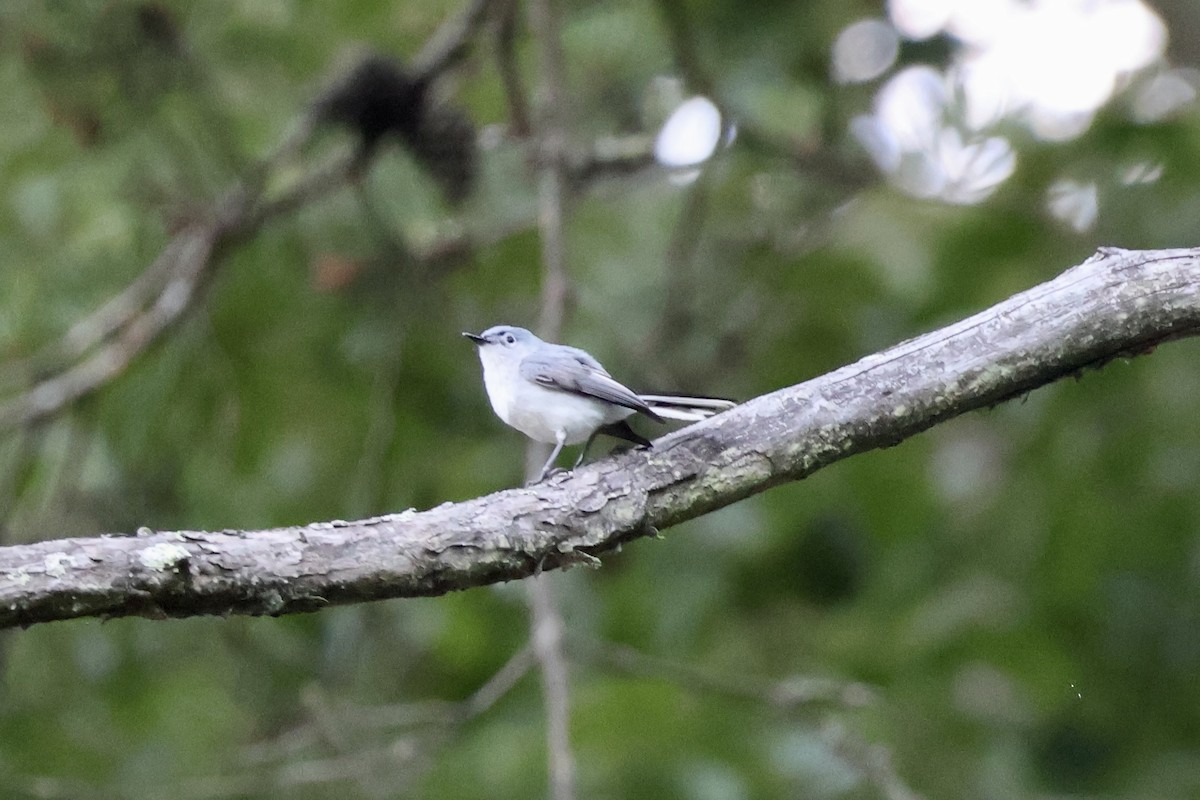 Blue-gray Gnatcatcher - ML620831571