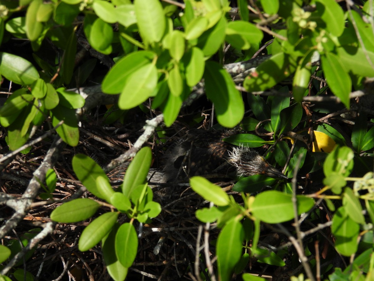 Yellow-crowned Night Heron - ML620831572