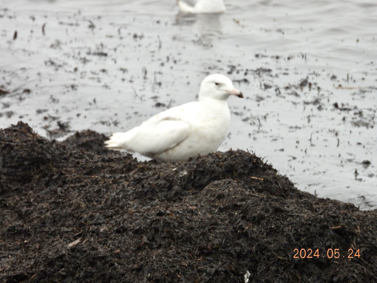 Glaucous Gull - ML620831576