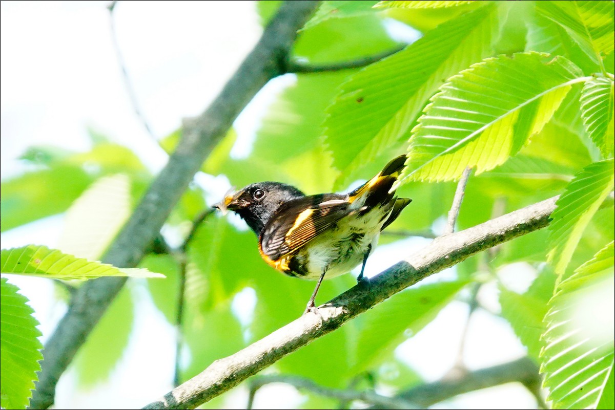 American Redstart - ML620831578