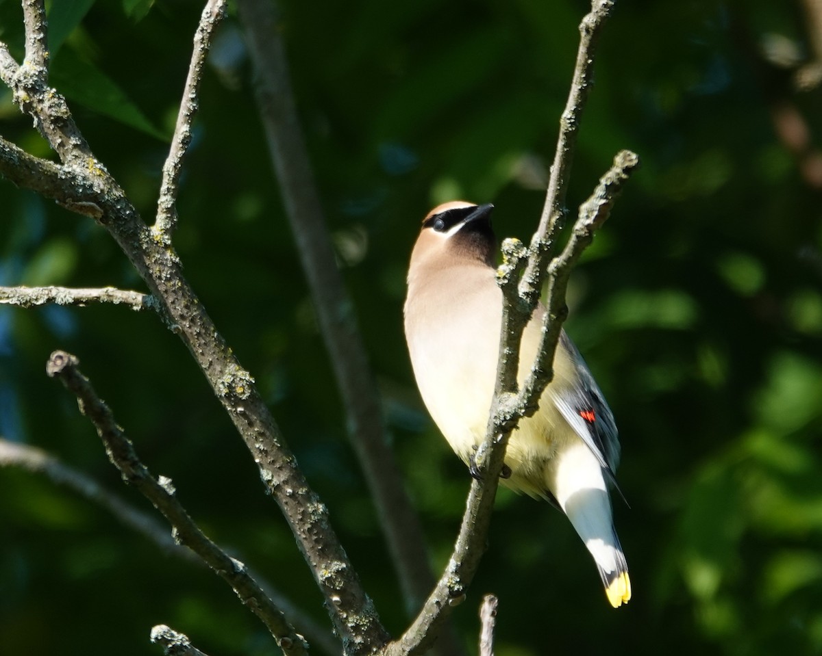 Cedar Waxwing - ML620831579