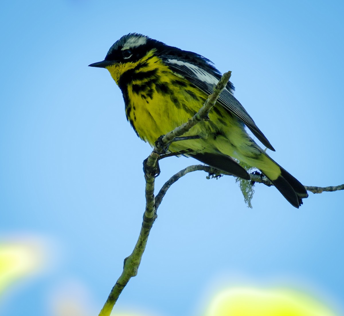 Magnolia Warbler - Guillaume Daigle