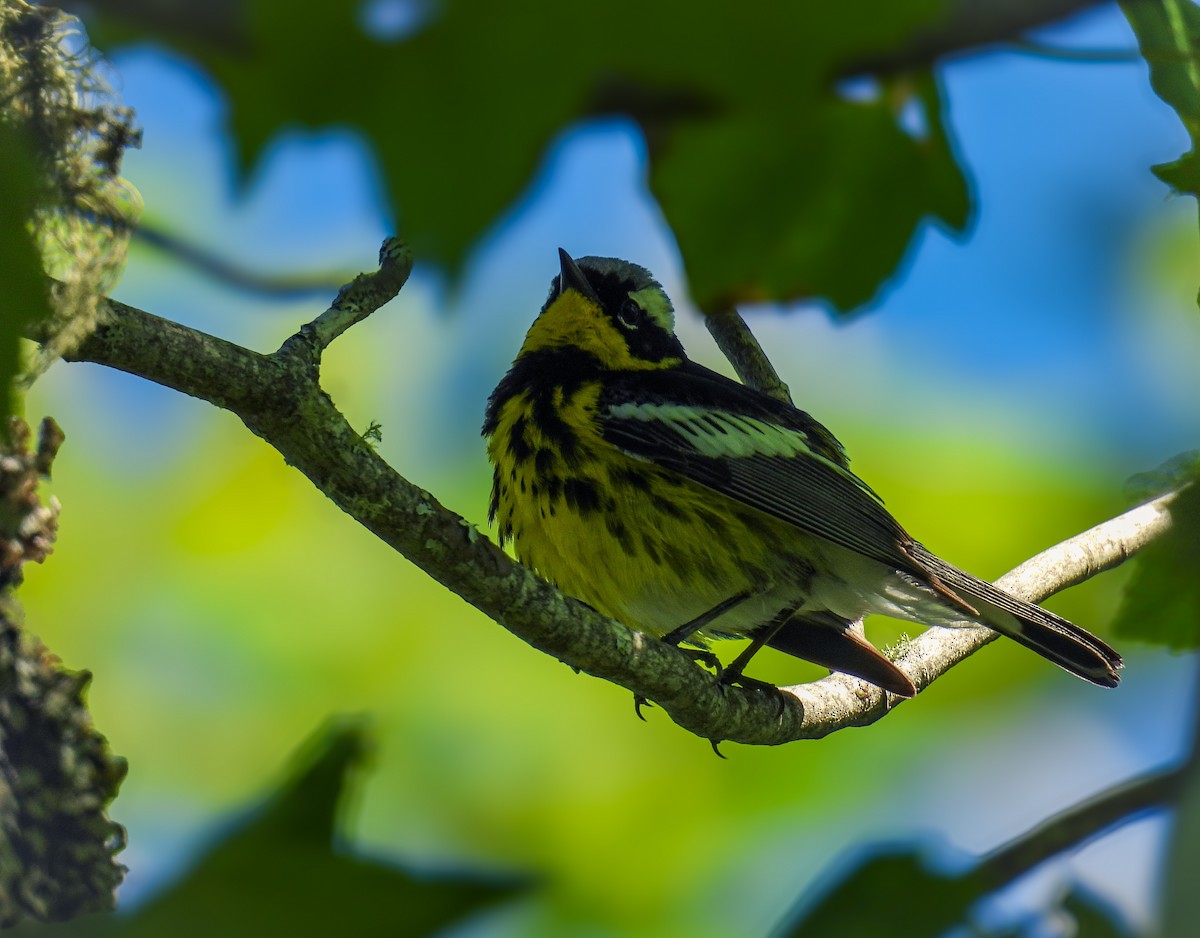 Magnolia Warbler - ML620831581