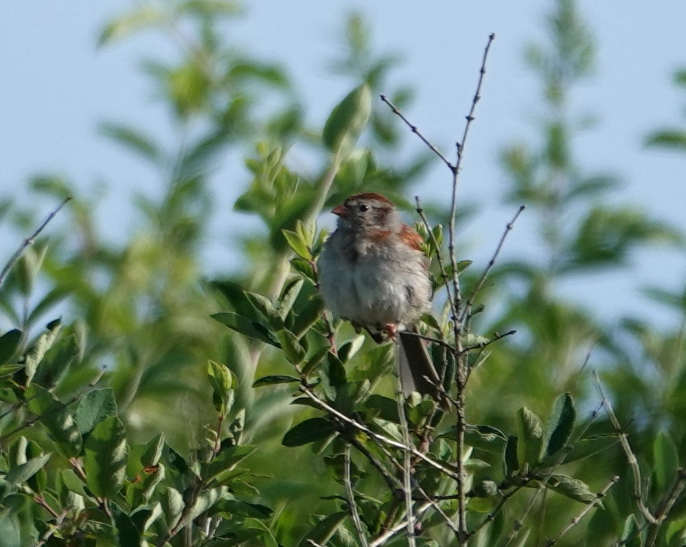 Field Sparrow - ML620831583