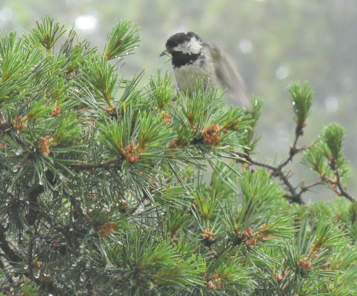 Coal Tit - ML620831586