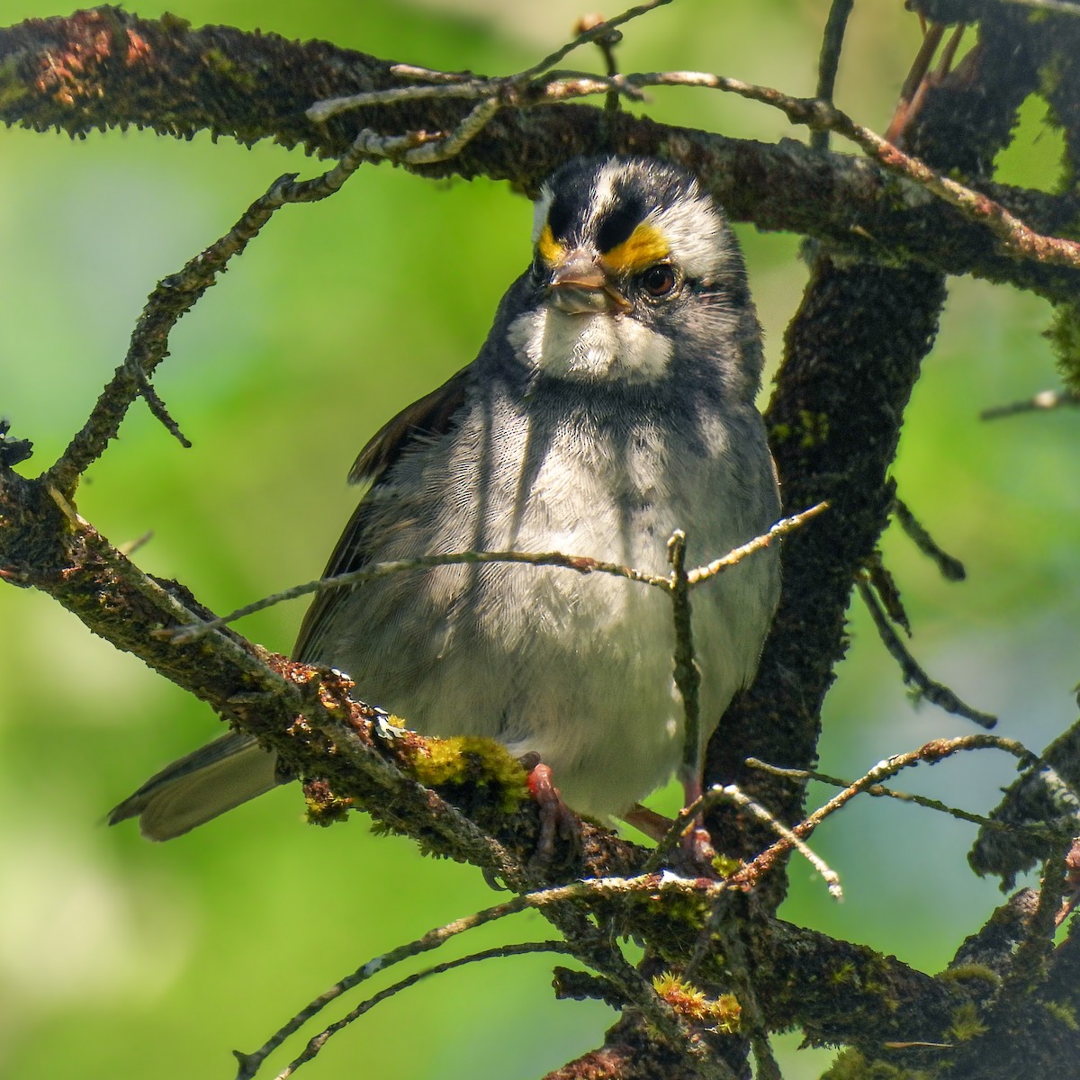 White-throated Sparrow - ML620831587