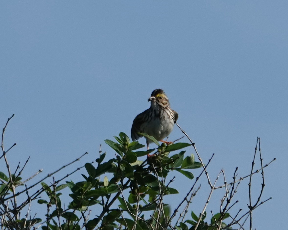 Savannah Sparrow - ML620831589