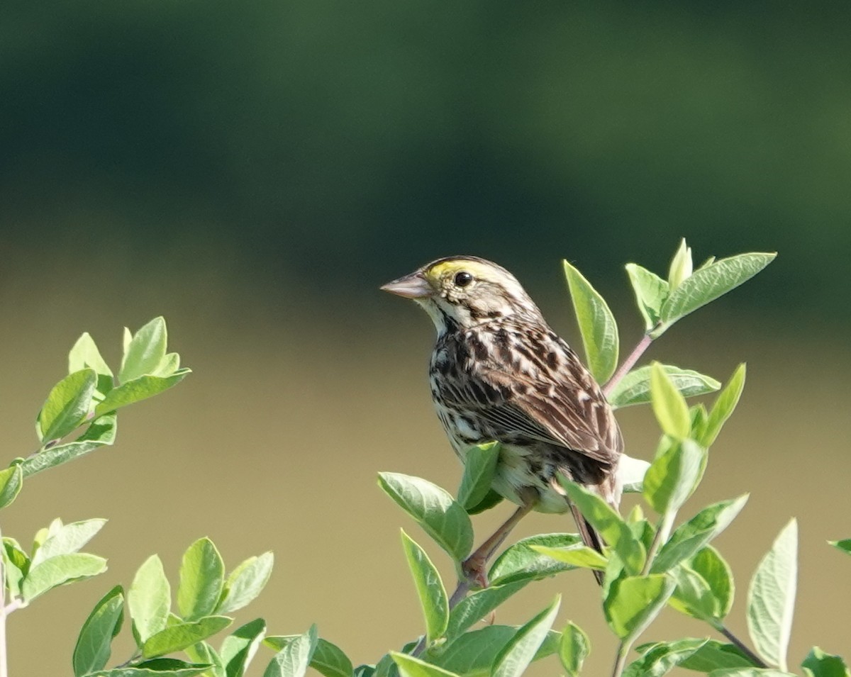 Savannah Sparrow - ML620831590