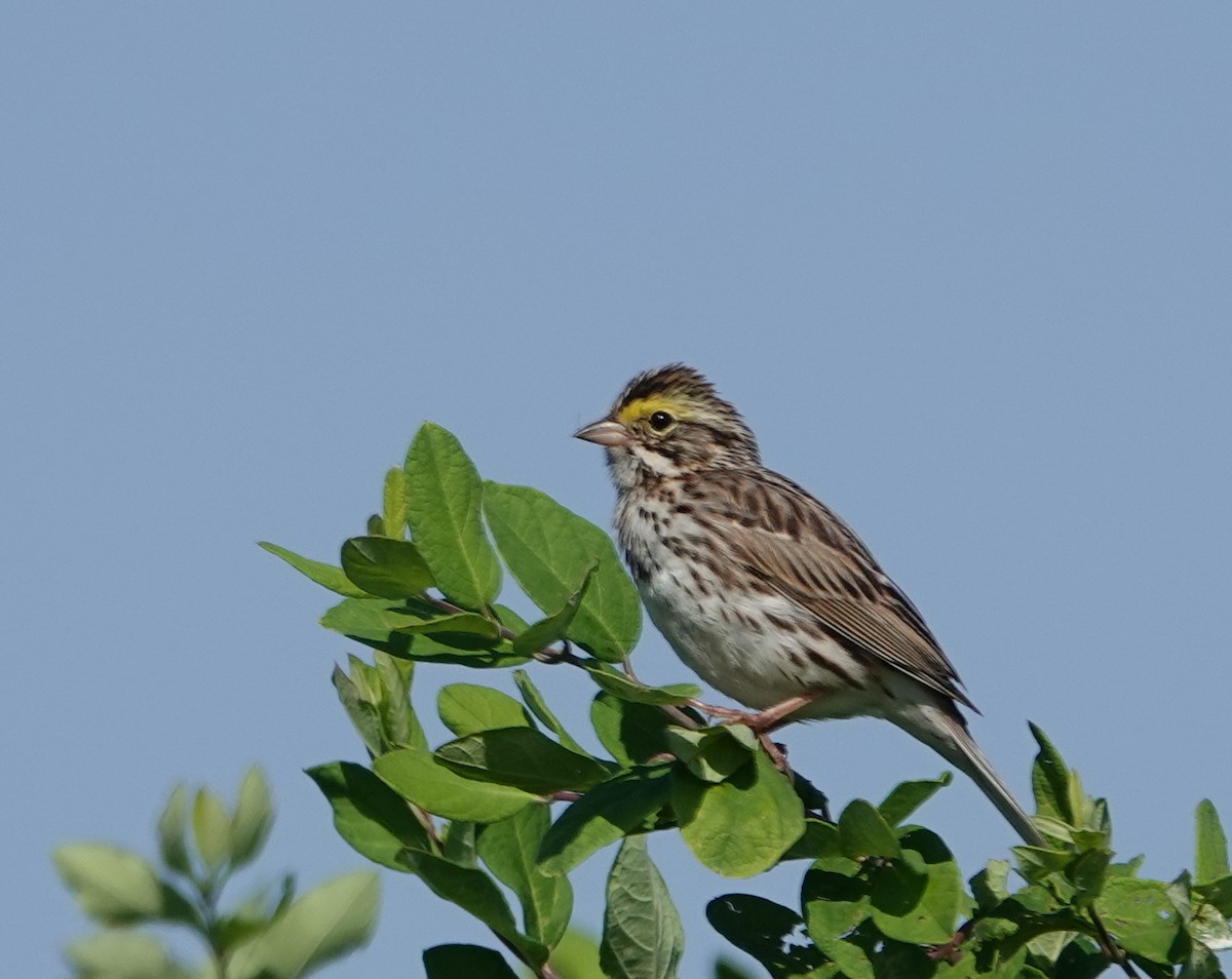 Savannah Sparrow - ML620831591
