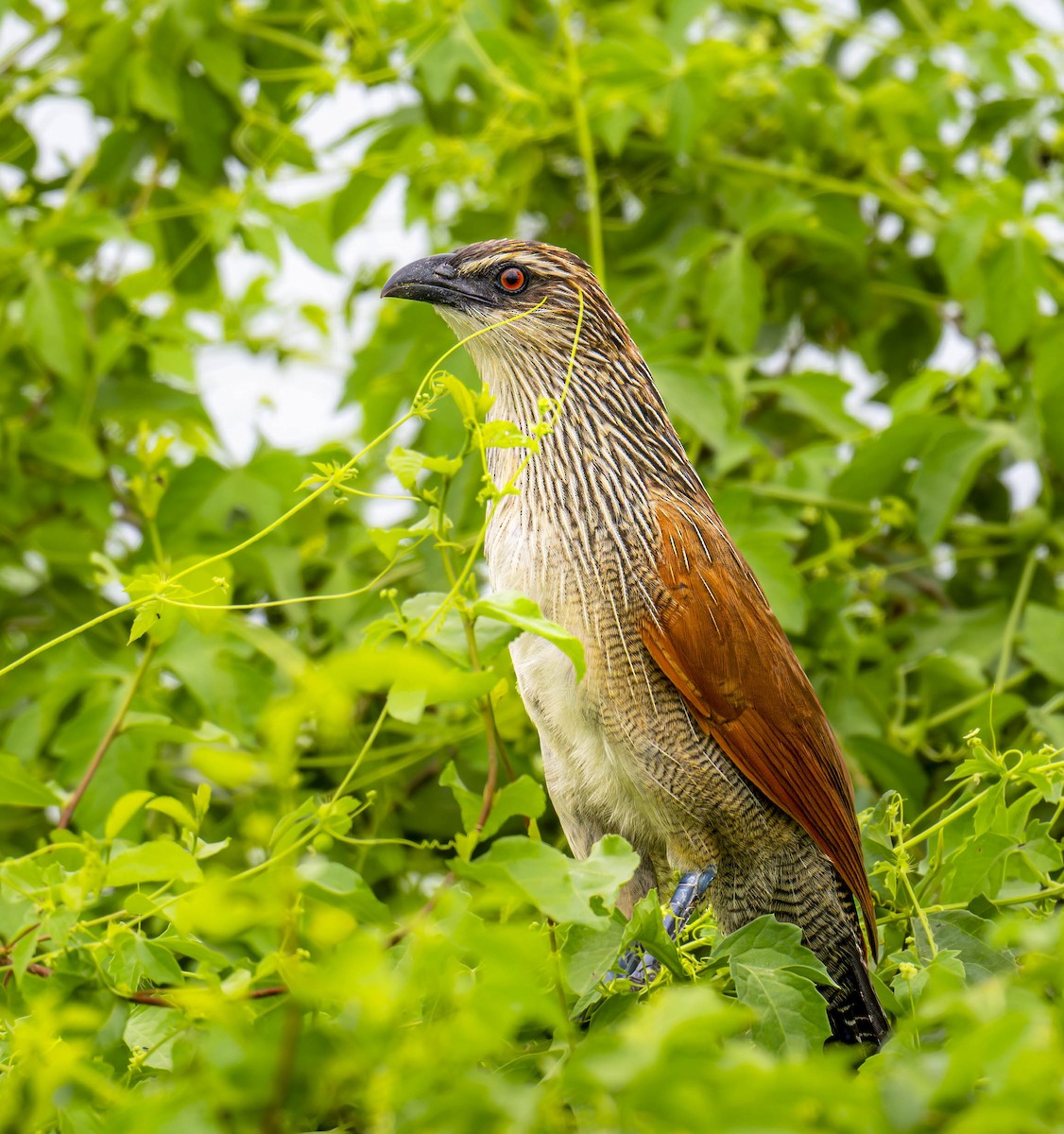 White-browed Coucal (White-browed) - ML620831593