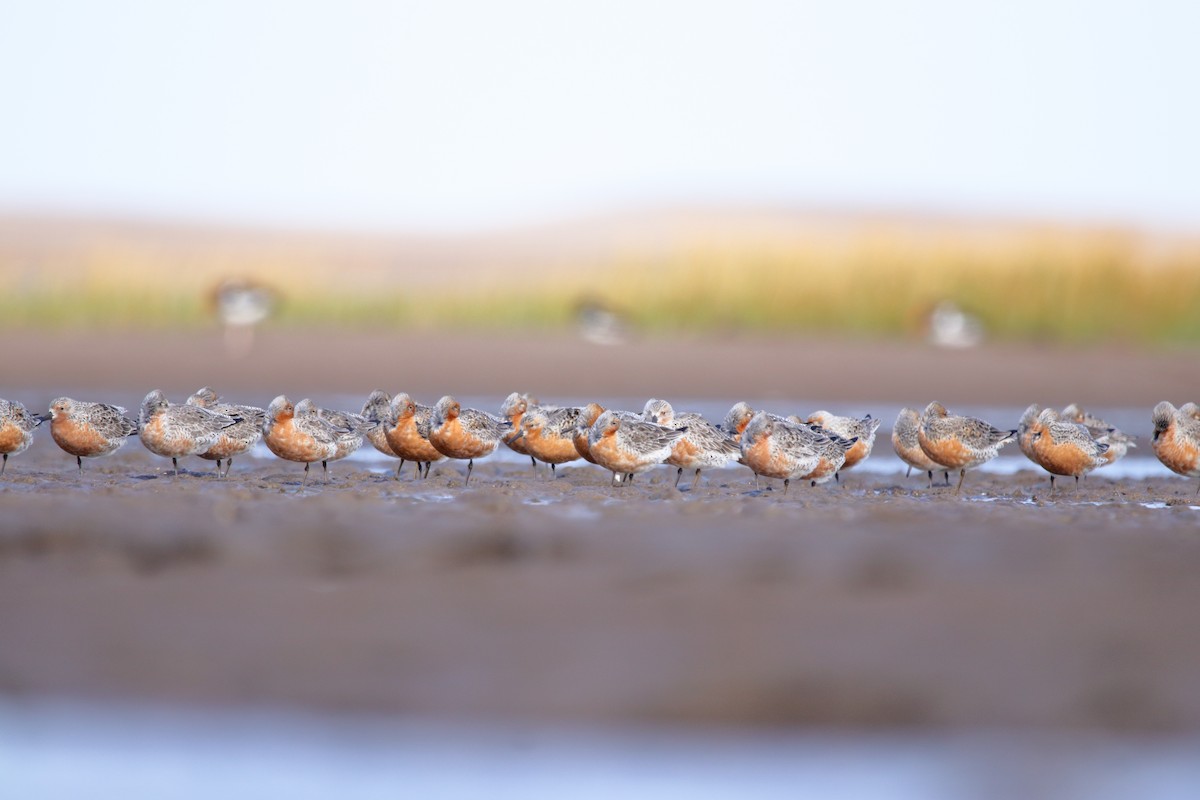 Red Knot - ML620831594