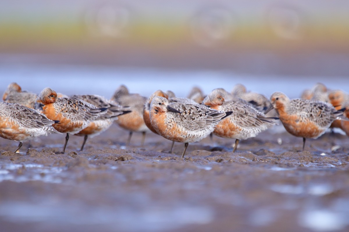 Red Knot - ML620831605