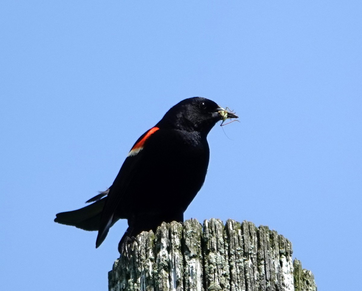 Red-winged Blackbird - ML620831628