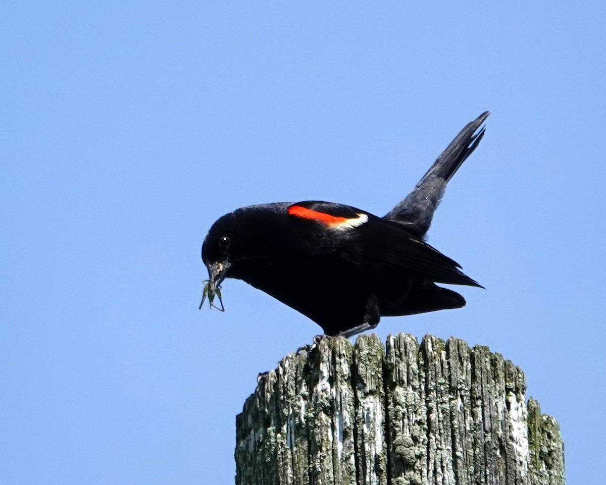 Red-winged Blackbird - ML620831629