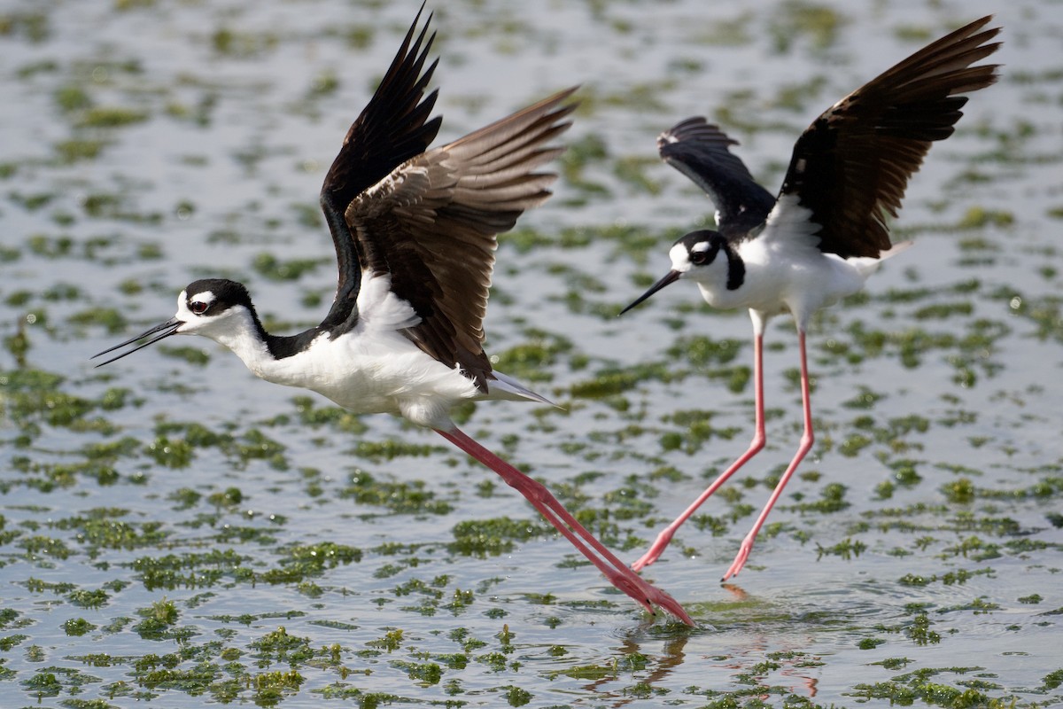 Black-necked Stilt - ML620831633