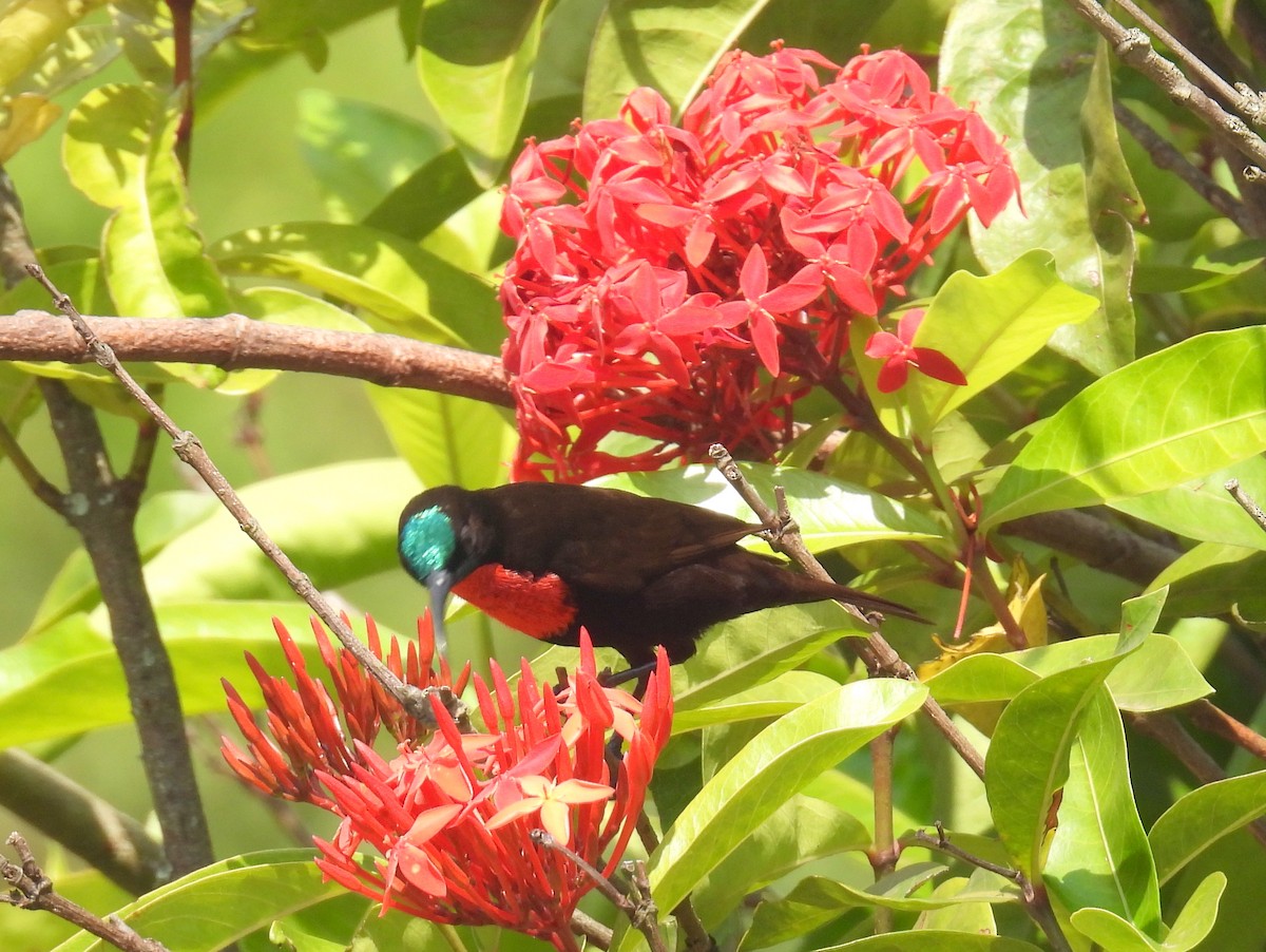 Scarlet-chested Sunbird - bob butler