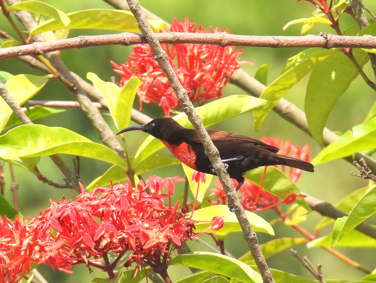 Scarlet-chested Sunbird - bob butler