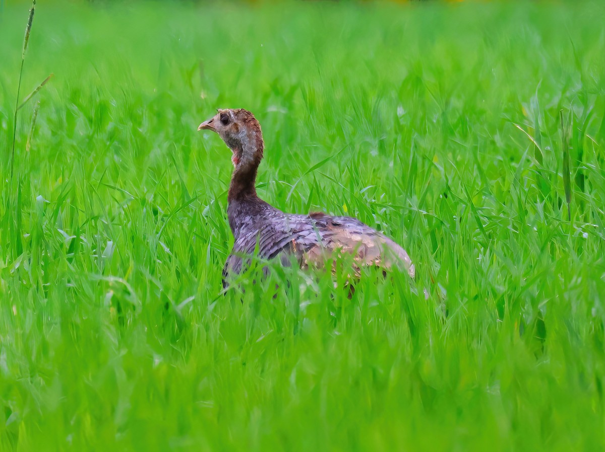 Wild Turkey - ML620831641