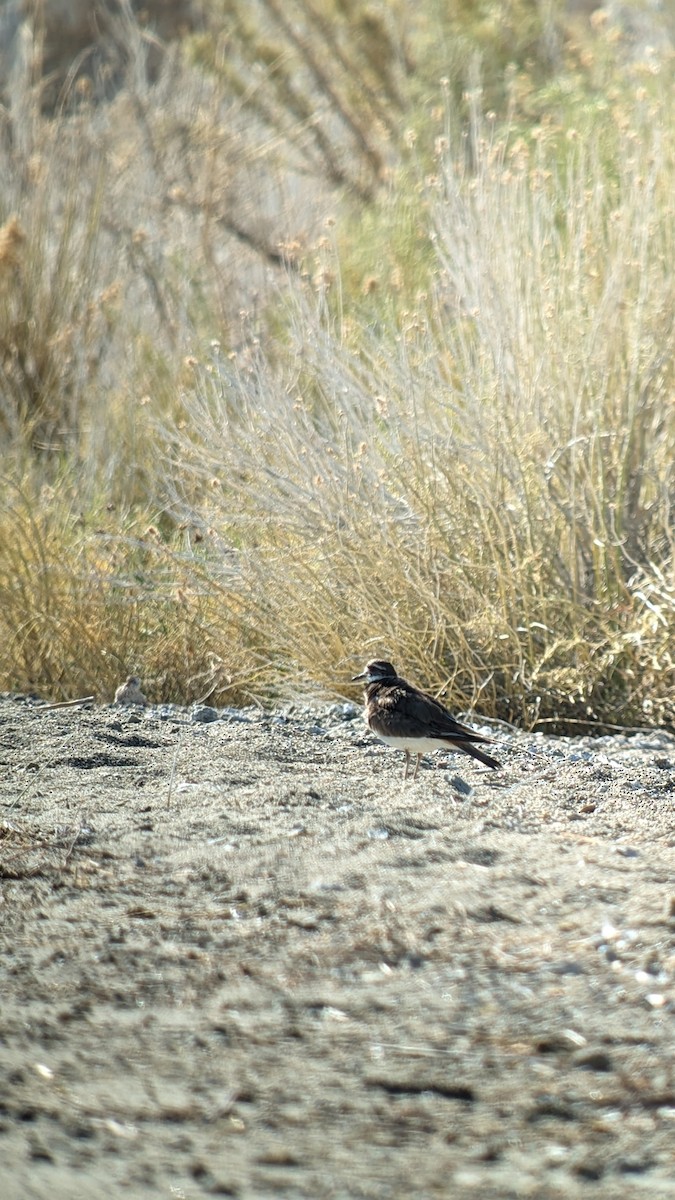 Killdeer - ML620831644