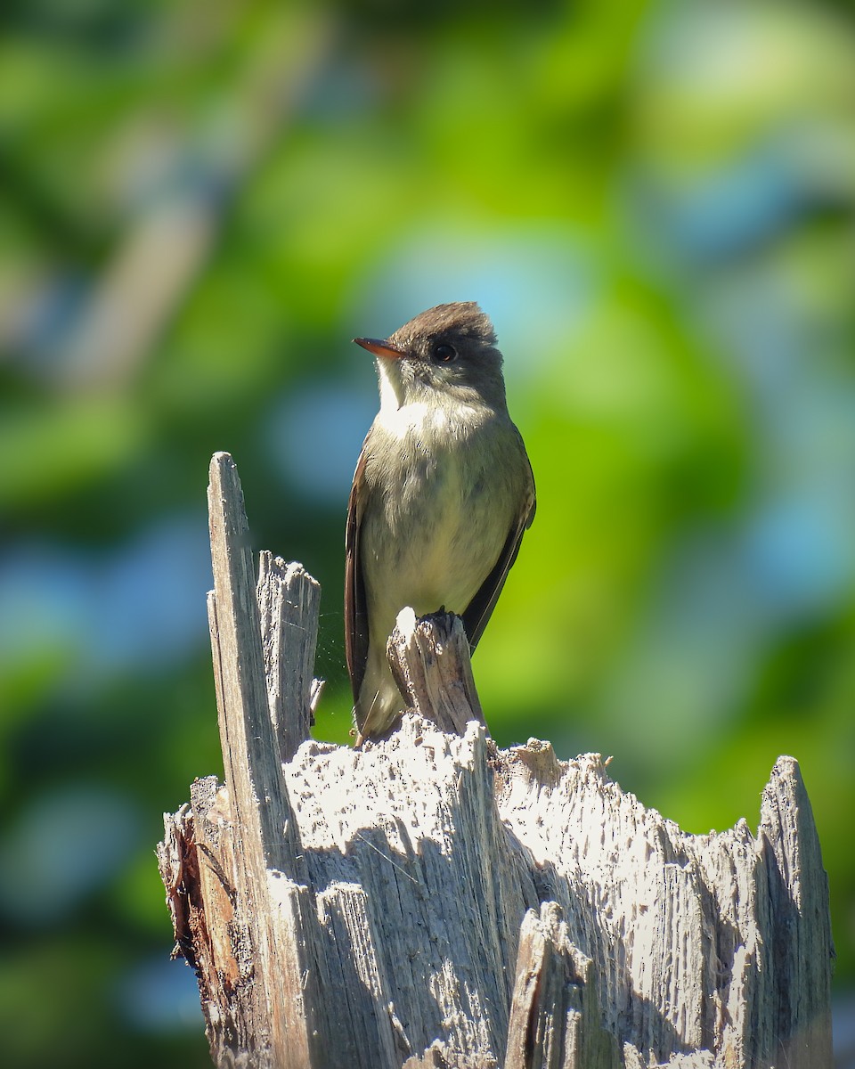 Eastern Wood-Pewee - ML620831646