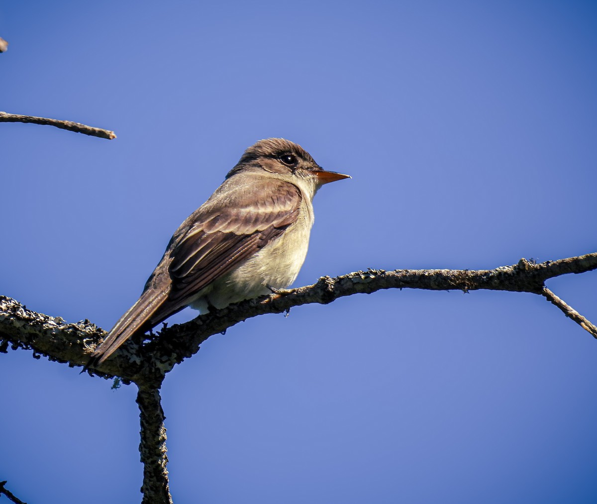 Eastern Wood-Pewee - ML620831648