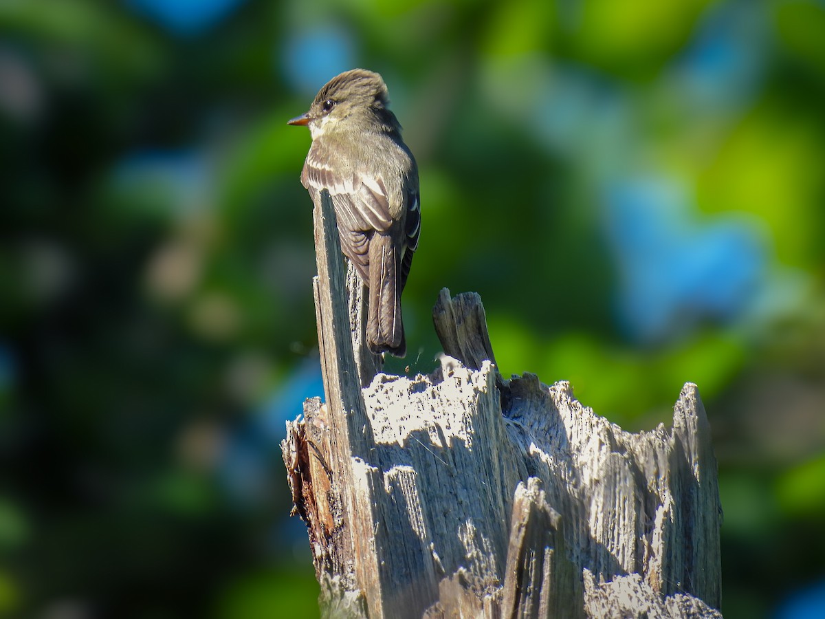 Eastern Wood-Pewee - ML620831650