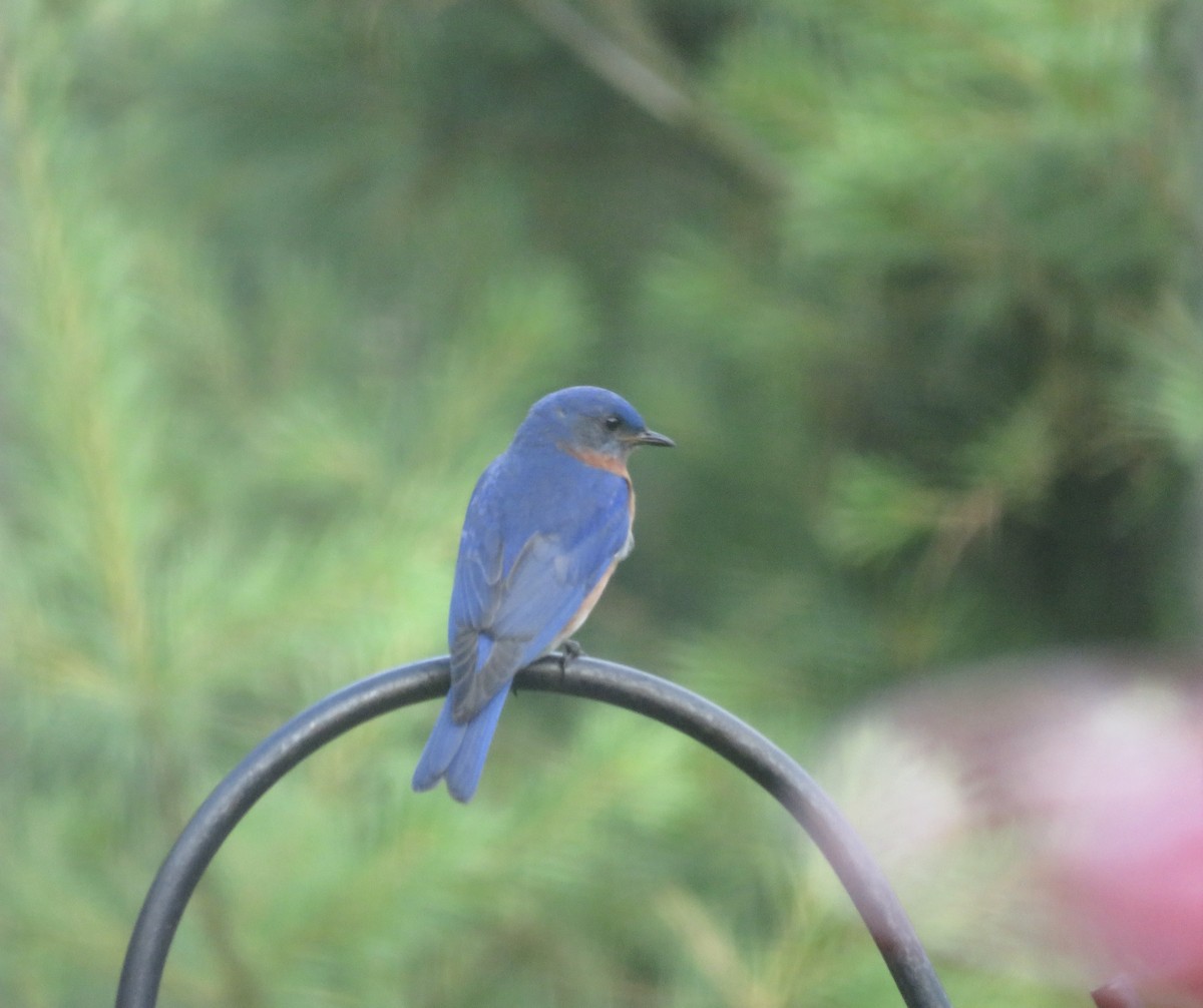 Eastern Bluebird - ML620831654