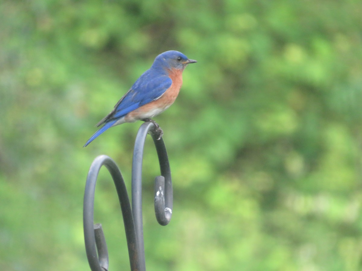 Eastern Bluebird - ML620831656